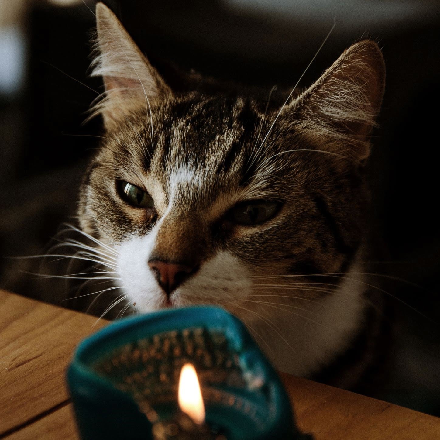 are candles bad for cats